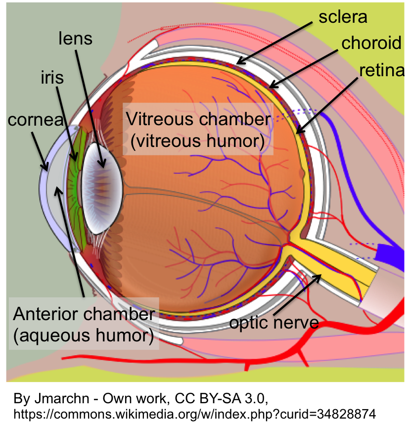 Biology How Our Eyes Work