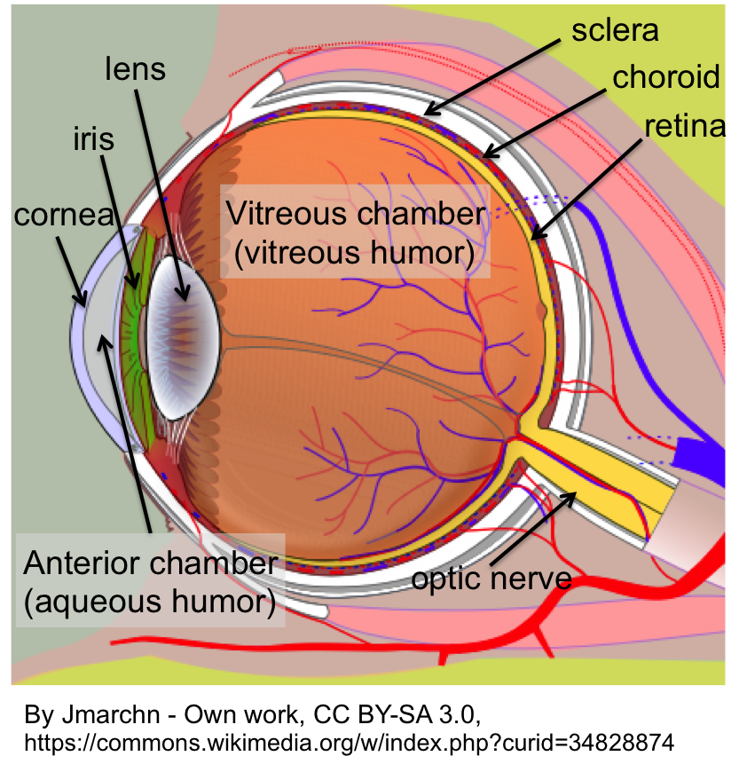 How does the eye work?