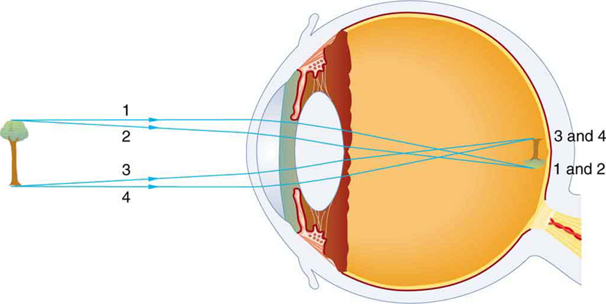 Biology How Our Eyes Work